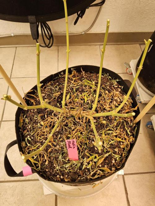 Mafia Skunk. Week 18