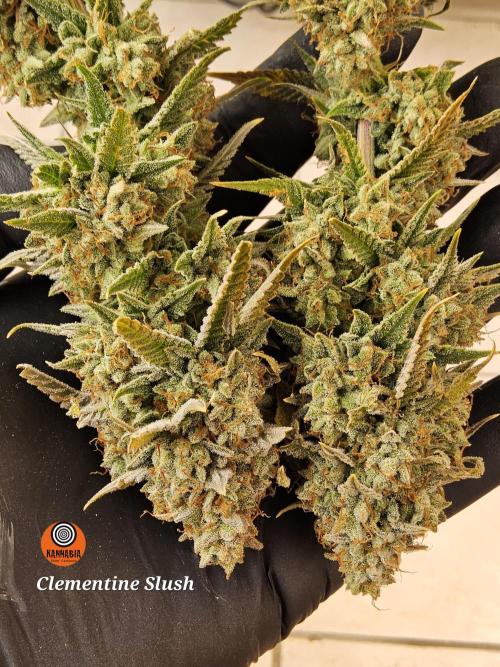 Kannabia New release. Week 18