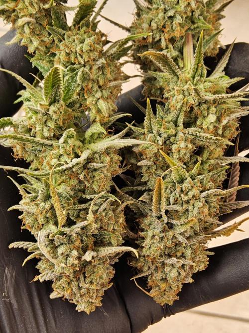 Kannabia New release. Week 18