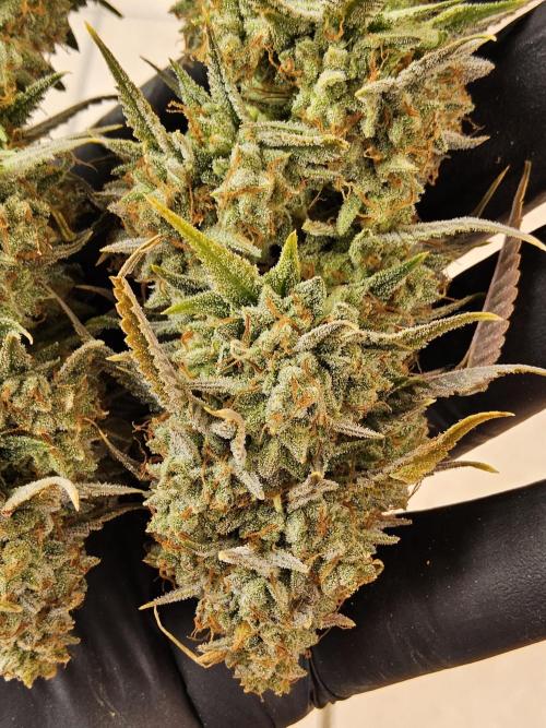 Kannabia New release. Week 18