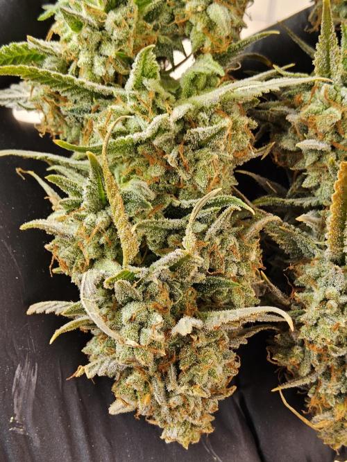 Kannabia New release. Week 18