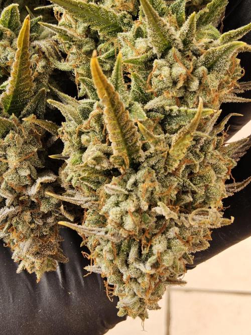 Kannabia New release. Week 18