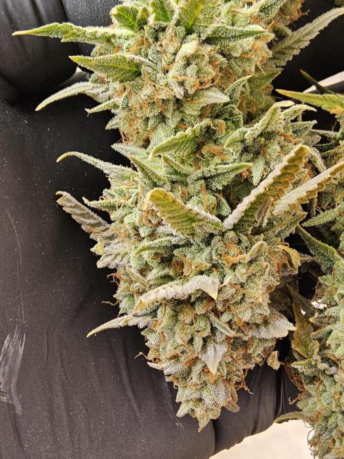 Kannabia New release. Week 18