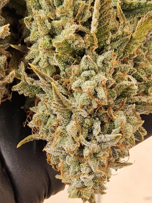 Kannabia New release. Week 18