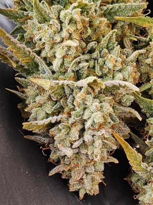 Kannabia New release. Week 18