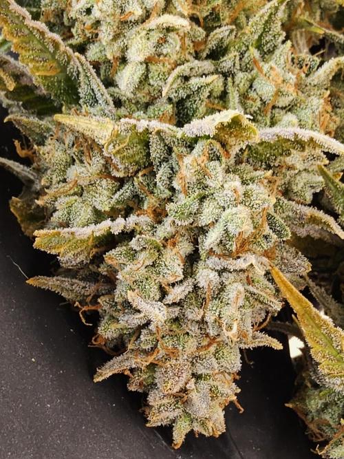 Kannabia New release. Week 18