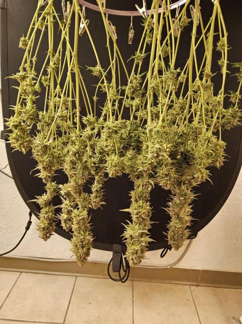 Kannabia New release. Week 18