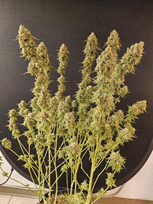 Kannabia New release. Week 18