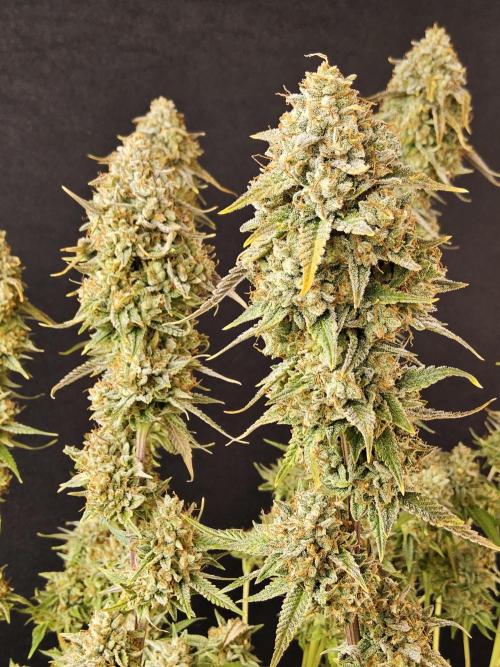 Kannabia New release. Week 18