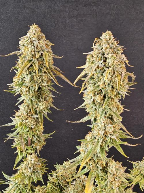 Kannabia New release. Week 18