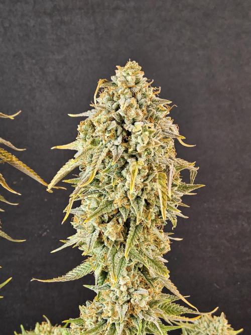 Kannabia New release. Week 18