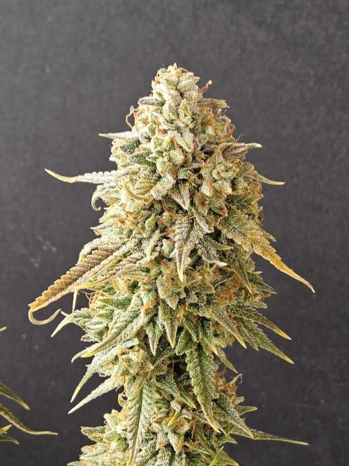 Kannabia New release. Week 18