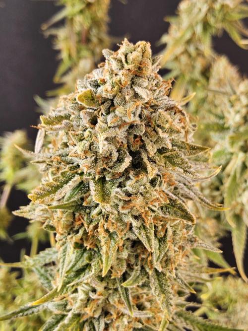 Kannabia New release. Week 18