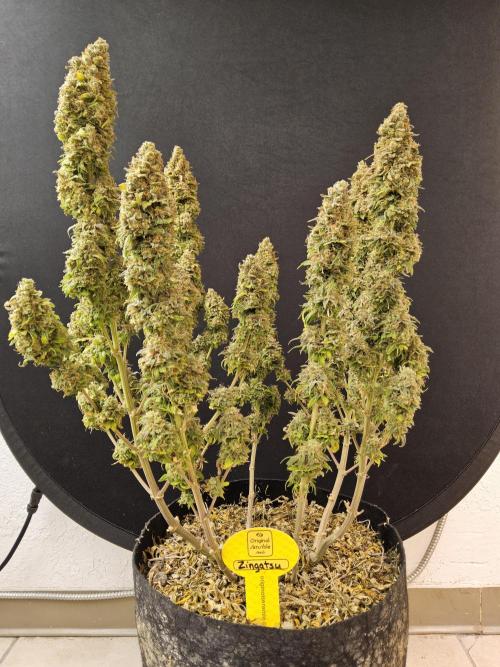 Original Zingatsu. Week 18