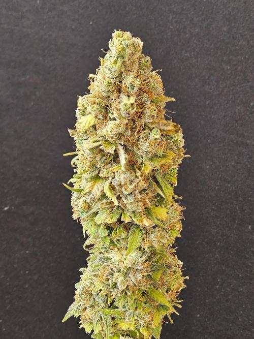 Original Zingatsu. Week 18