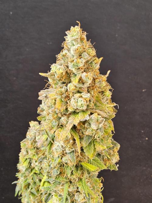 Original Zingatsu. Week 18