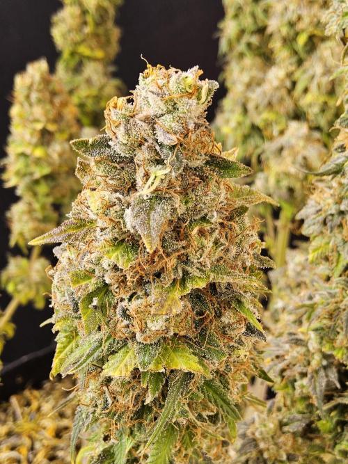 Original Zingatsu. Week 18