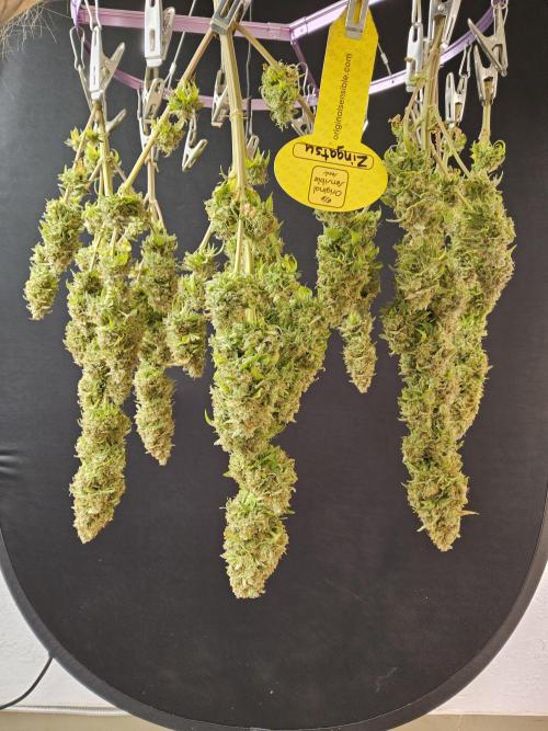 Original Zingatsu. Week 18