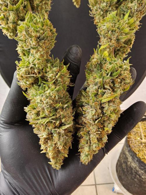 Original Zingatsu. Week 18