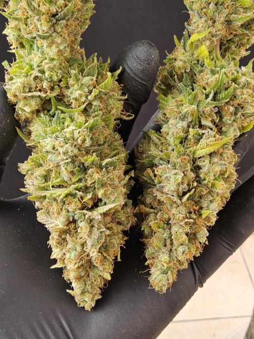 Original Zingatsu. Week 18