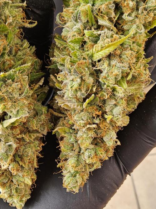 Original Zingatsu. Week 18