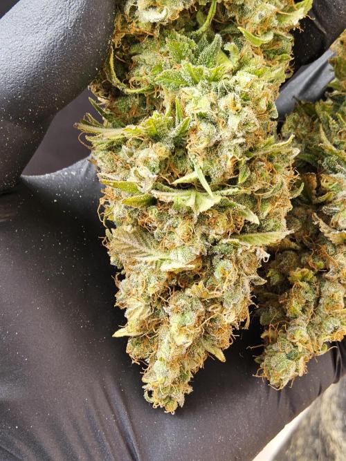 Original Zingatsu. Week 18