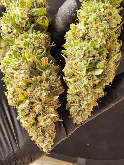 Original Zingatsu. Week 18