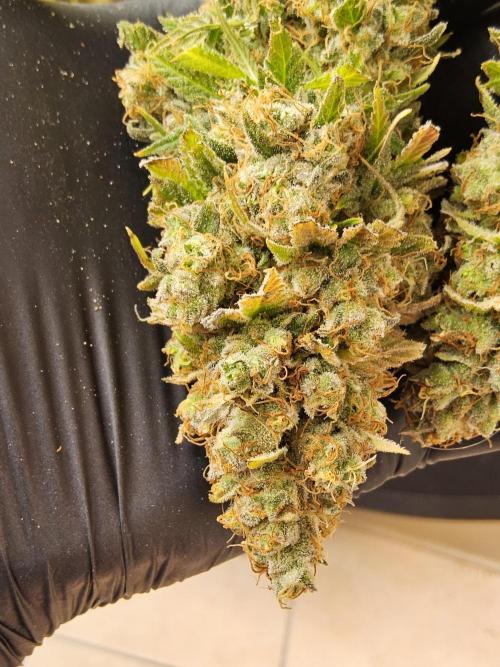 Original Zingatsu. Week 18