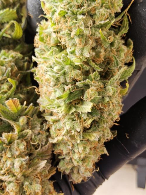 Original Zingatsu. Week 18