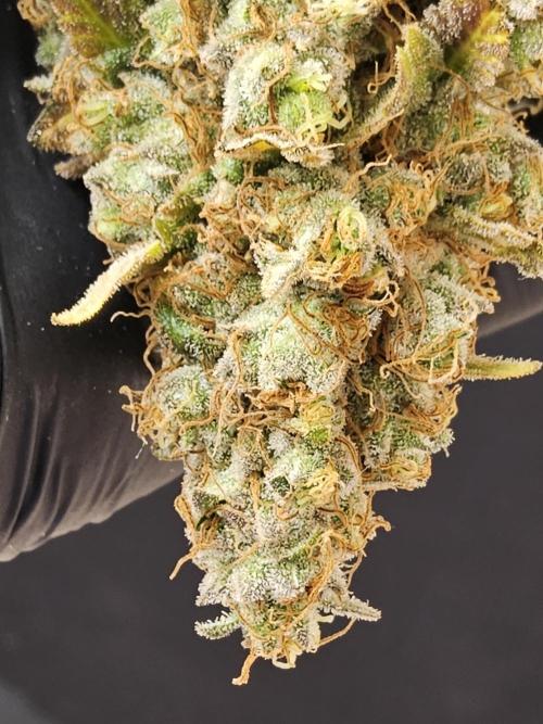 Original Zingatsu. Week 18