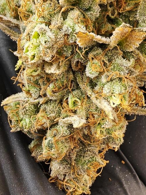 Original Zingatsu. Week 18