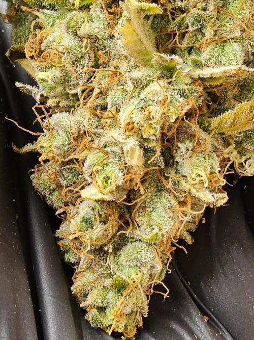 Original Zingatsu. Week 18