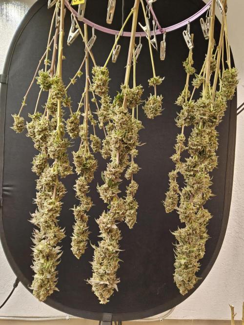 ILGM Cheddar. Week 18