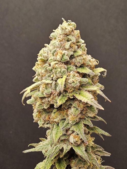 ILGM Cheddar. Week 18