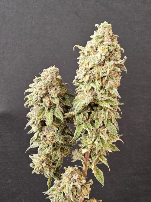 ILGM Cheddar. Week 18