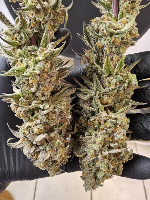 ILGM Cheddar. Week 18