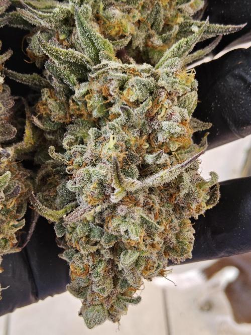 ILGM Cheddar. Week 18