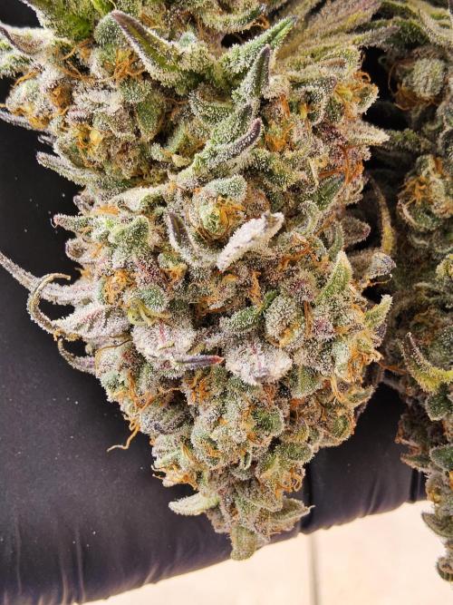 ILGM Cheddar. Week 18