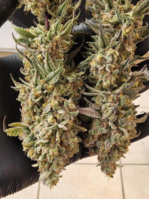 ILGM Cheddar. Week 18