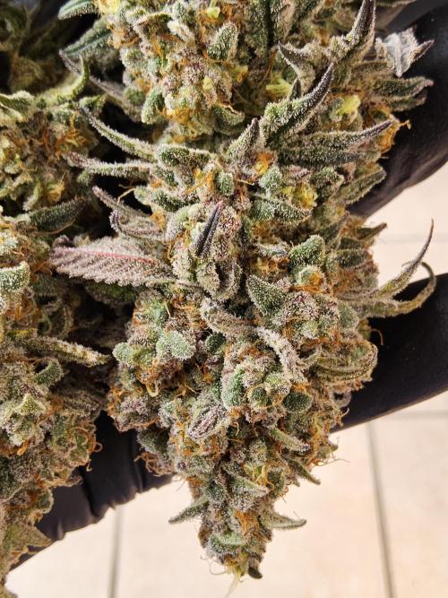 ILGM Cheddar. Week 18