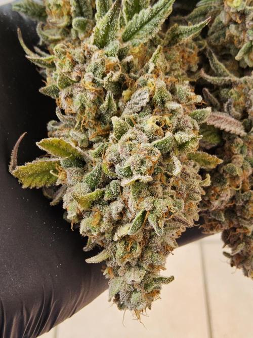 ILGM Cheddar. Week 18