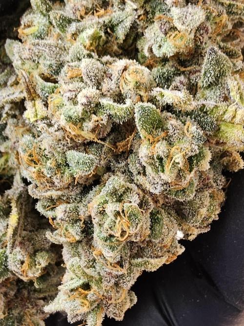 ILGM Cheddar. Week 18