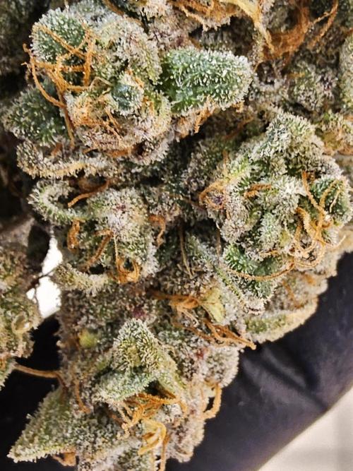 ILGM Cheddar. Week 18