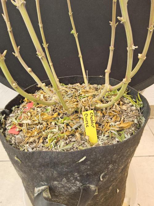 ILGM Cheddar. Week 18