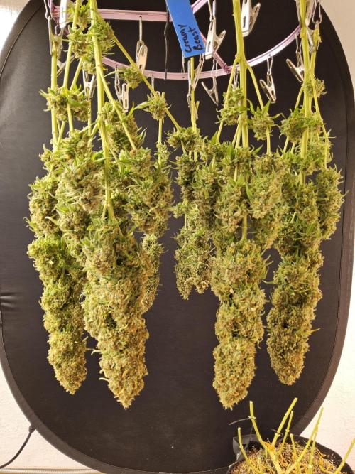 Creamy Seeds Mafia. Week 18