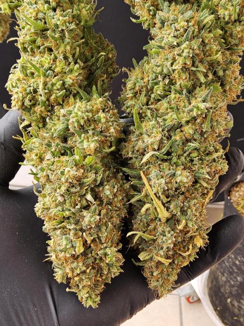 Creamy Seeds Mafia. Week 18