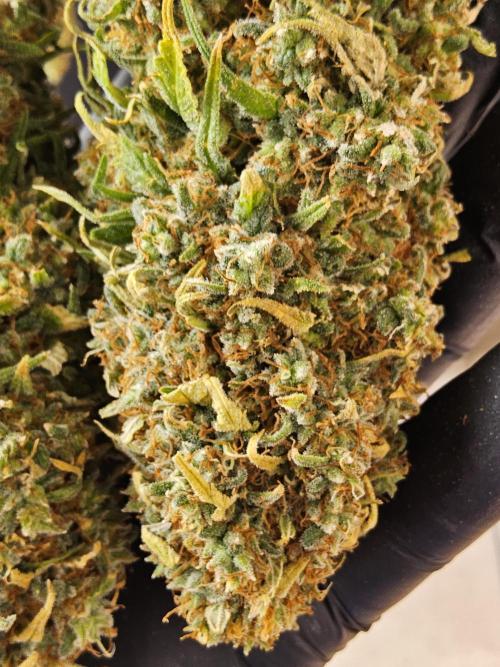 Creamy Seeds Mafia. Week 18