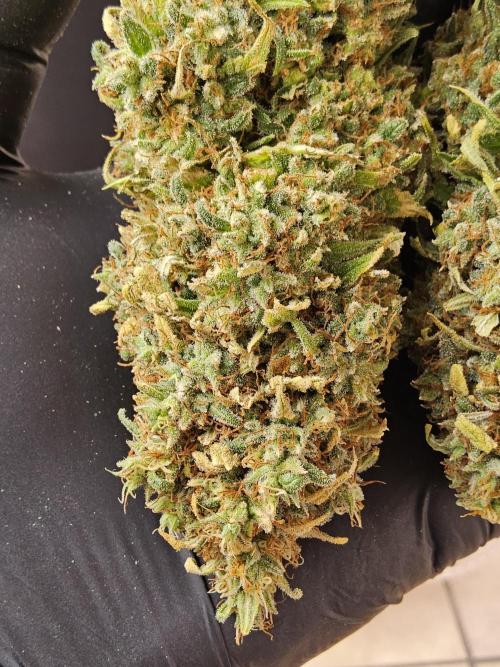 Creamy Seeds Mafia. Week 18