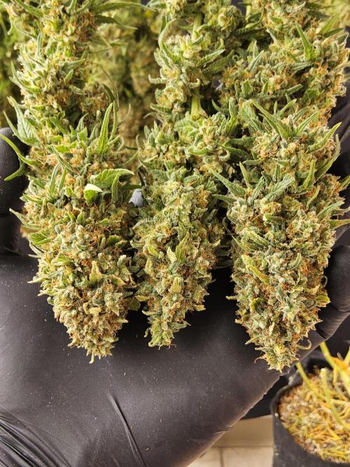 Creamy Seeds Mafia. Week 18