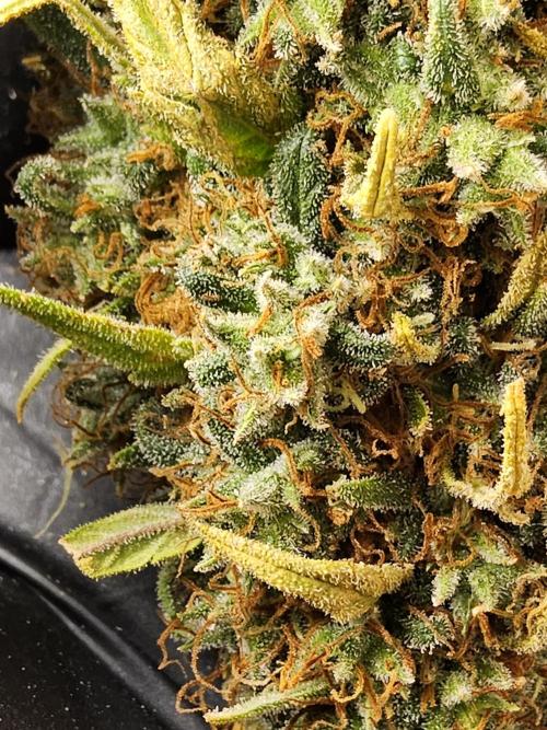 Creamy Seeds Mafia. Week 18